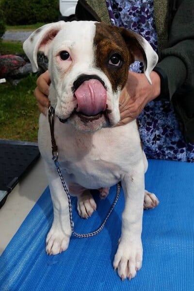 Little dog with tongue out