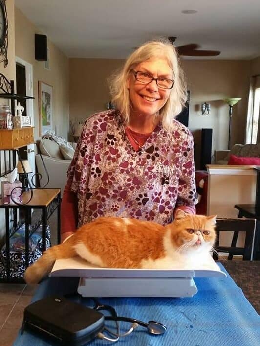 Veterinarian weighing cat
