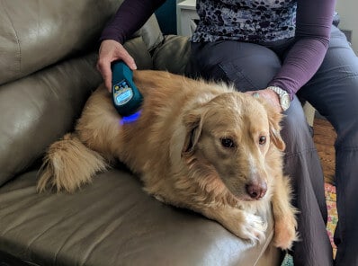 Adorable dog
