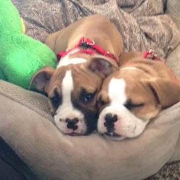 Puppies