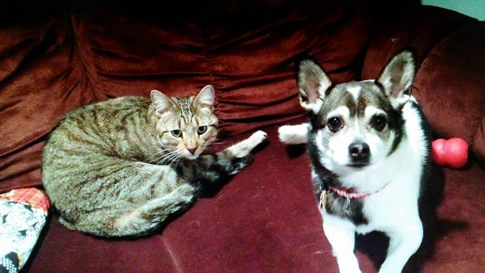 Adorable cat and dog